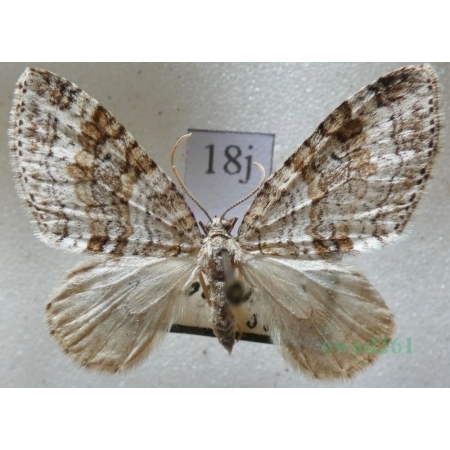 Nothocasis sertata (Hübner, 1817) Płatynka jaworówka Czech18j